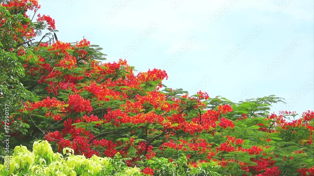 Red flame tree full bloom on top park and light yellow leaves in summer blur sky background