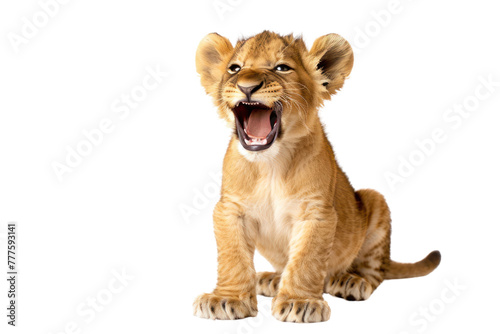 cute baby lion on an isolated transparent background
