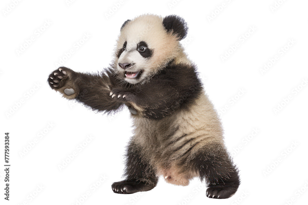 cute baby panda playing on an isolated transparent background