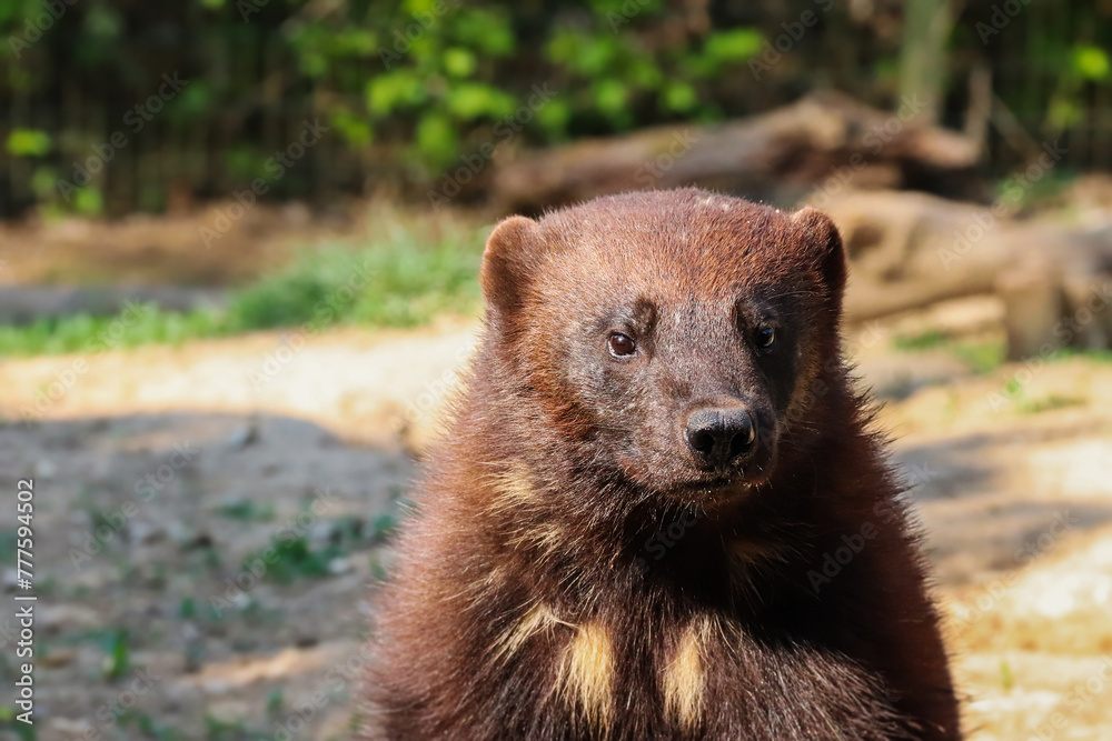 Portrait of wolverine also known as Gulo gulo on top of the tree.
Portrait of wolverine also known as Gulo gulo on top of the tree.