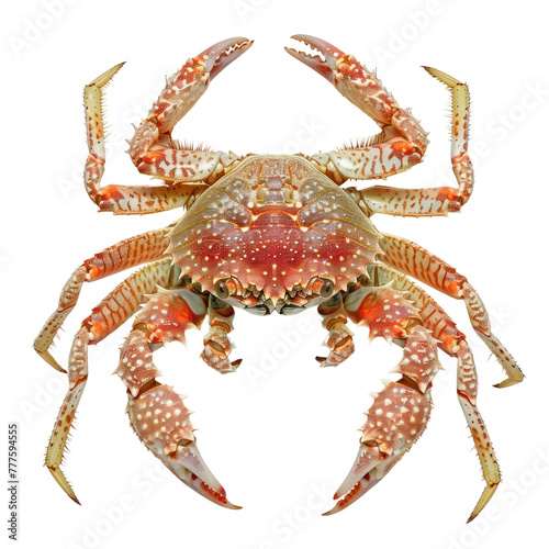 decorator crab on an isolated transparent background