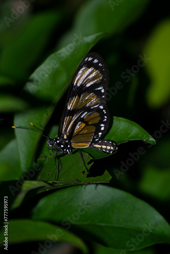 The insect known as the Manacá butterfly, Methona themisto (Nymphalidae: Danainae: Ithomiini), landing on a leaf. photo