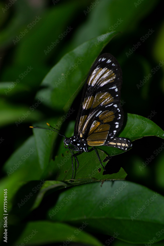 The insect known as the Manacá butterfly, Methona themisto (Nymphalidae: Danainae: Ithomiini), landing on a leaf.