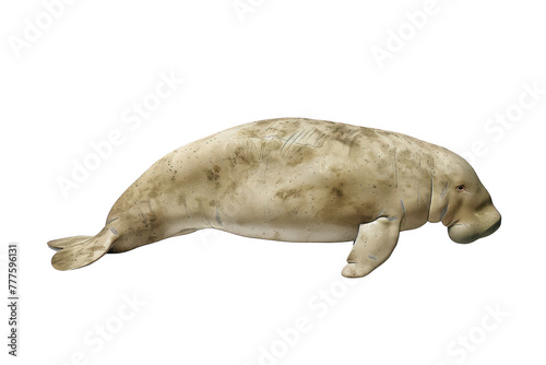 dugong on an isolated transparent background