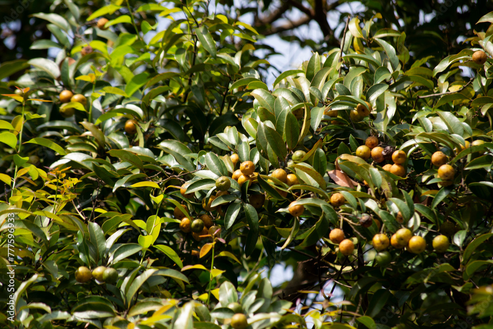 Fruits, leaves and branches of the plant popularly known as Yellow Cordia (Cordia sp, Family: Boraginaceae) Fruits, leaves and branches of the plant popularly known as Yellow Cordia (Cordia sp, Family: Boraginaceae)