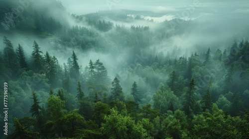 Dense Fog Blanketing Lush Forest