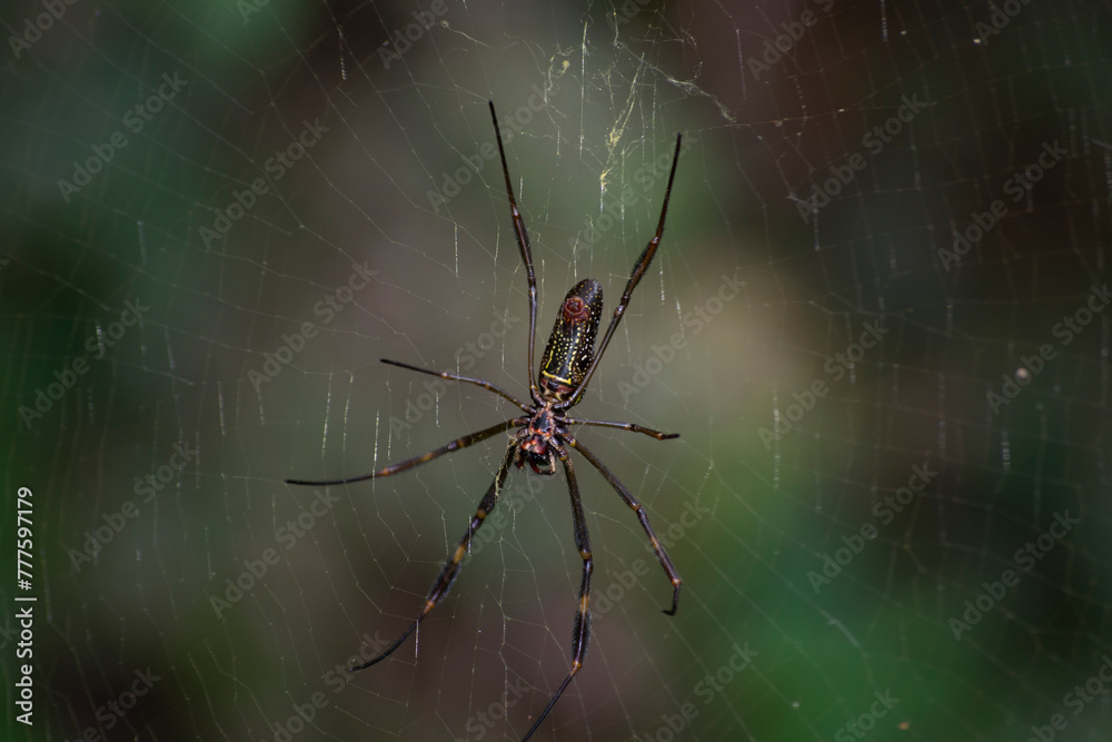 Spider known as golden thread, Nephila clavipes (Nephilidae), building ...