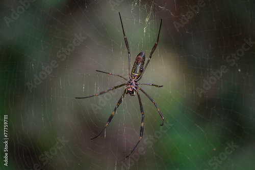 Spider known as golden thread, Nephila clavipes (Nephilidae), building its web. © Nathalia Guimarães