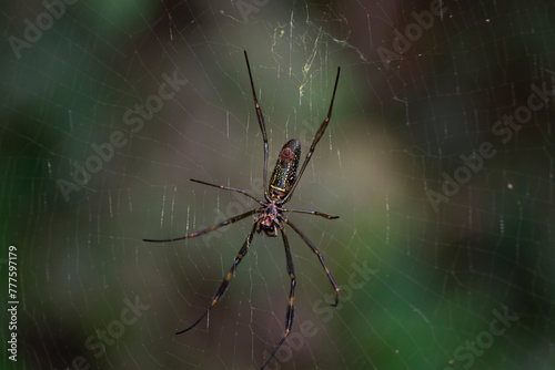 Spider known as golden thread, Nephila clavipes (Nephilidae), building its web. photo