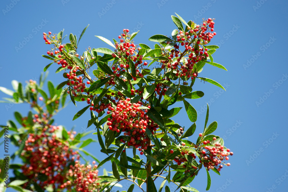 The Aroeira or mastic tree (Schinus terebinthifolia) and its pink pepper The Aroeira or mastic tree (Schinus terebinthifolia) and its pink pepper
