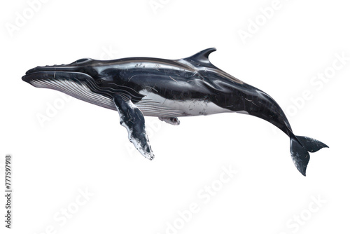 fin whale on an isolated transparent background © Rushi