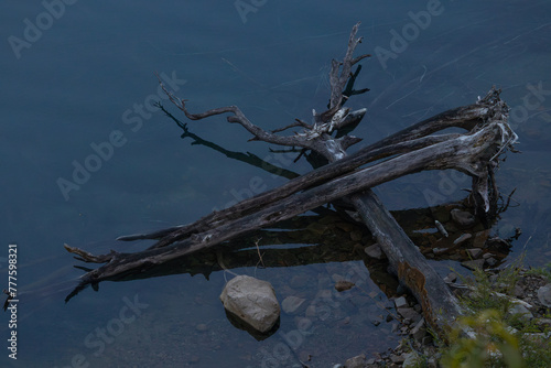 Tree branches laying in shallow water in a shore