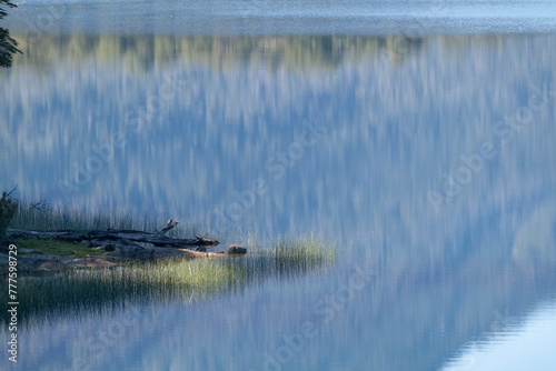 Calm and tranquil scenery of pretty reflections of wild vegetation in blue water