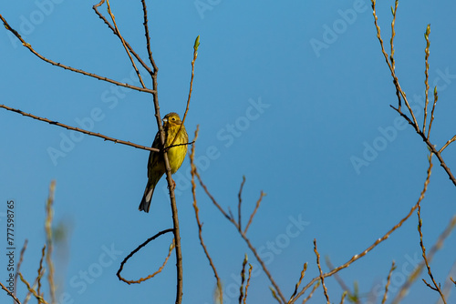 A Yellowhammer in the wild