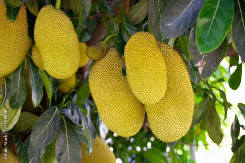 Fruits, leaves and trunk of the jackfruit tree (Artocarpus heterophyllus) photo