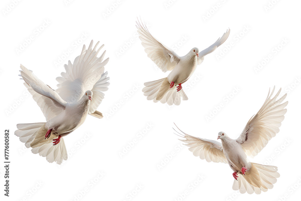 Fototapeta premium flying doves on an isolated transparent background