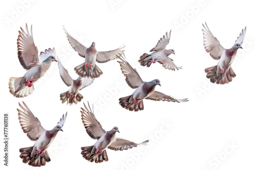 flying doves on an isolated transparent background