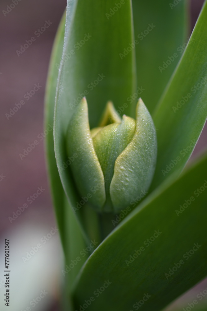 Fototapeta premium Tulipany