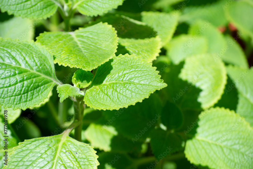 Leaves of a plant known as Malvarisco (Plectranthus amboinicus Lour.) in organic substrate. Leaves of a plant known as Malvarisco (Plectranthus amboinicus Lour.) in organic substrate.