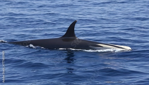 A-Minke-Whale-Feeding-Near-The-Surface-