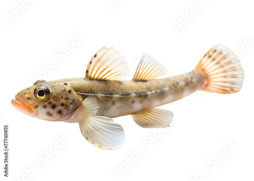 goby fish isolated on transparent background