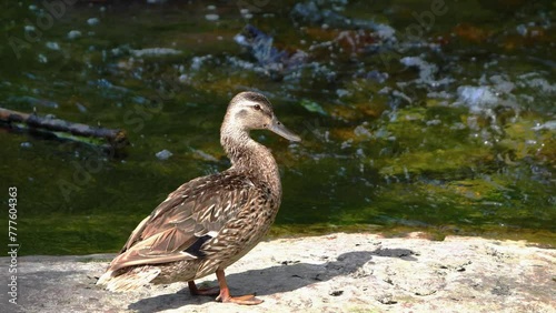 Duck by river