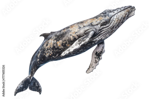 gray whale aquatic animal on an isolated transparent background