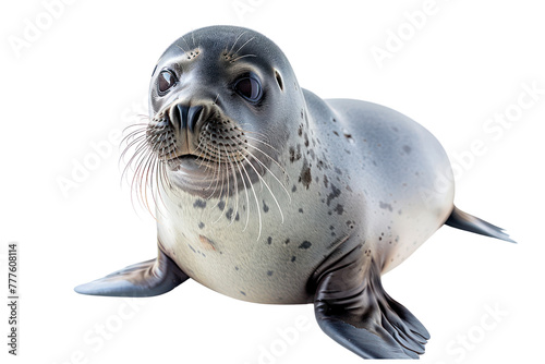 hawaiian monk seal on isolated transparent background