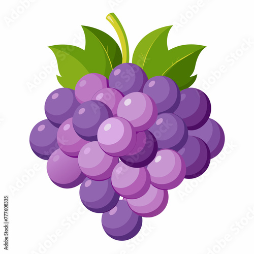 illustration of grapes - Vector - Vector art - Vector illustration - Vector design