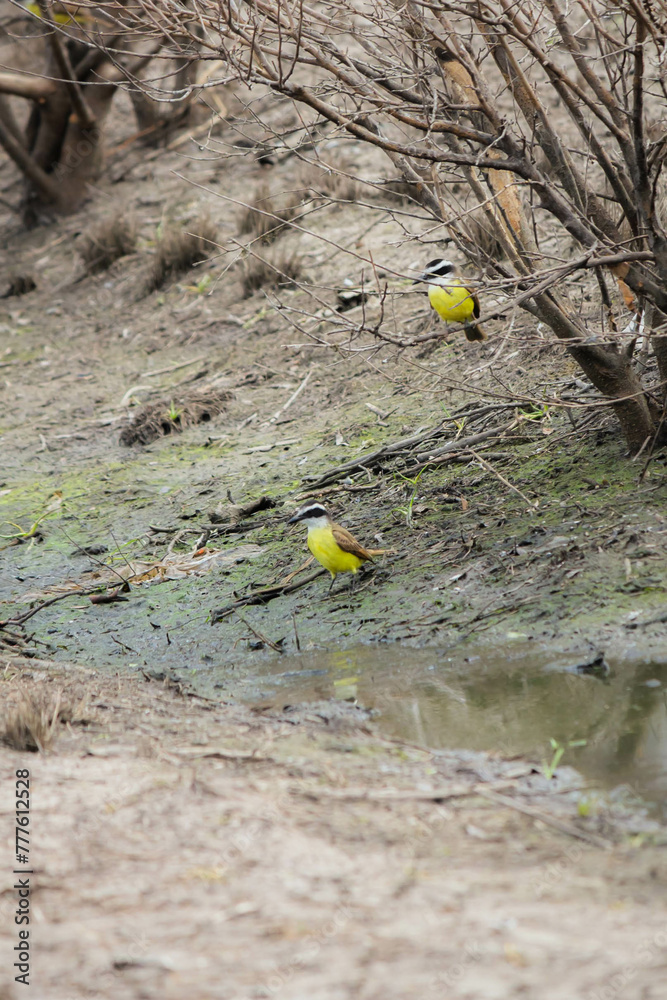 benteveo bird (Pitangus sulphuratus) in natural habitat benteveo bird (Pitangus sulphuratus) in natural habitat
