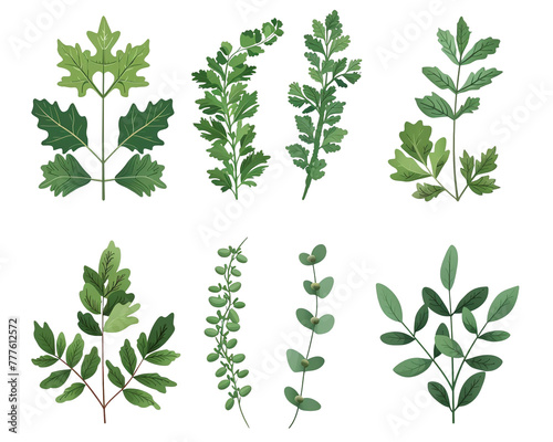 Leaves set isolated on white background PNG transparent background. © wilaiwan