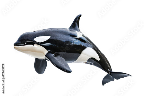 Orca on isolated transparent background