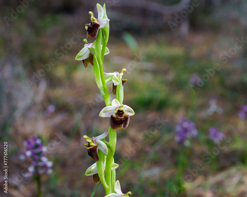 Photography Flowering Levant ophrys (Ophrys levantina), a bee orchid in natural habitat on C