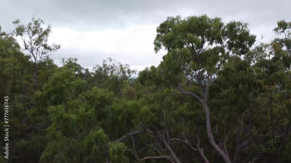 Drone taking off in a green bushland to reveal a very large city skyline in the bottom of the mountain in Australia Drone taking off in a green bushland to reveal a very large city skyline in the bottom of the mountain in Australia