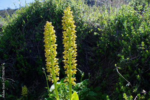 Two flower stalks of the punctate orchis (Orchis punctulata) in full bloom, yellow flowering terrestrial orchid in natural habitat, Cyprus photo