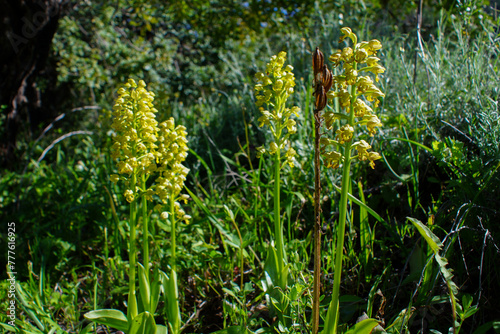 Yellow flowering punctate orchis (Orchis punctulata) with old seed head, terrestrial orchid in natural habitat, Cyprus photo
