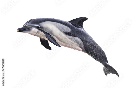 risos dolphin on isolated transparent background