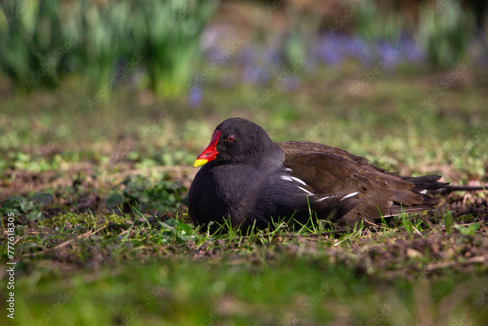 Common moorhen. Gallinula chloropus, Malaga, Germany. High quality photo Common moorhen. Gallinula chloropus, Malaga, Germany. High quality photo