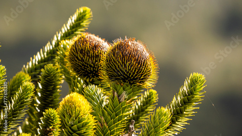 Bild auf Leinwand Ramas de una araucaria. detalle primer plano