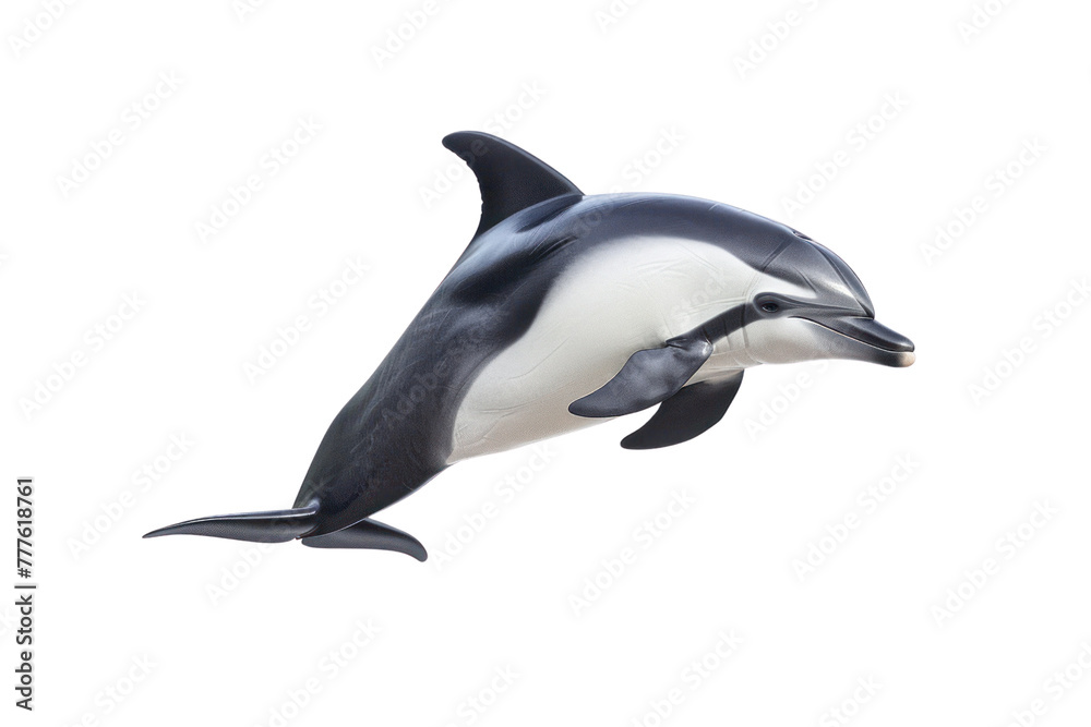 Fototapeta premium risos dolphin on isolated transparent background