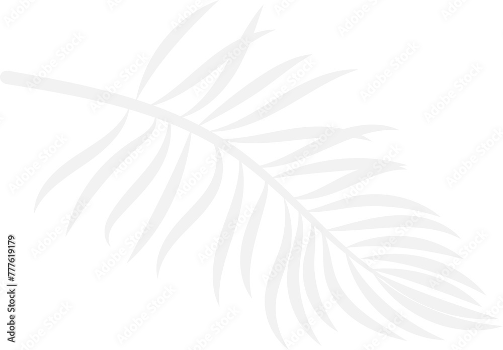 Fototapeta premium Shadow of a coconut leaf. On transparent, png. Shadow of tropical leaves. For summer decor. Jungle, sale, vacation