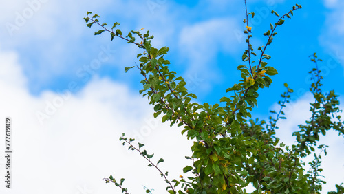 Ramas de un arbol con hojas verdes. Fondo de cielo azul y nubes