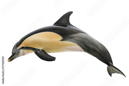 short breaked common dolphin on isolated transparent background