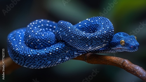  A blue snake, closely depicted, perches on a branch against a black backdrop, its body adorned with distinctive blue spots