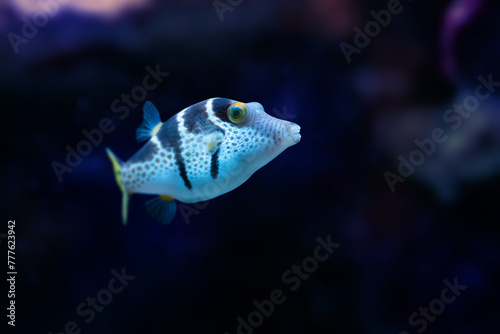 Natural shot of Valentin's sharpnose puffer also known as Canthigaster valentini.	
