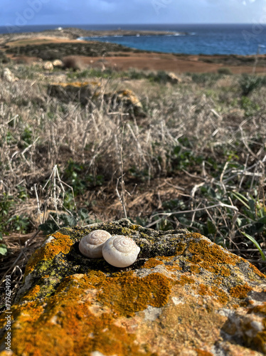 Zwei kleine Schneckenhäuser auf einem Felsen im Nationalpark Kap Greco, Zypern