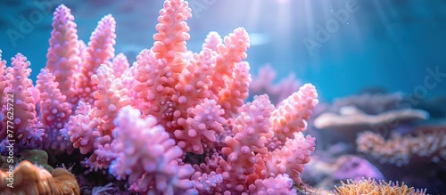 This underwater scene features a variety of colorful corals and seaweed, including pink stony coral Acropora nasuta. The corals and seaweed create a vibrant and diverse marine ecosystem. © FryArt