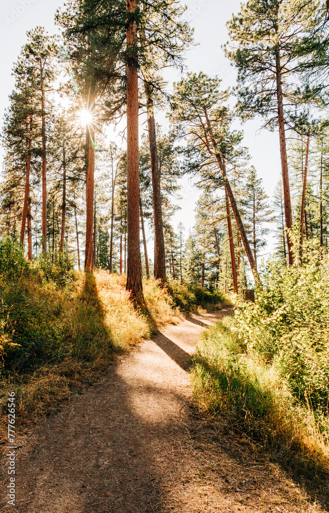 Fototapeta premium Forest trees and walking path with sunburst effect