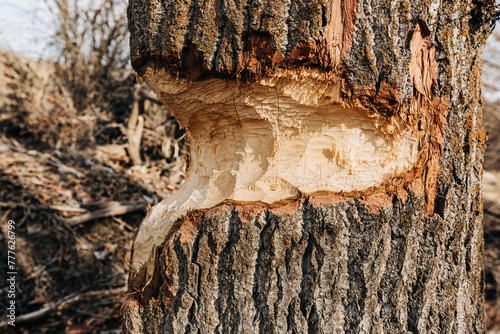 Damaged tree due to beaver activity