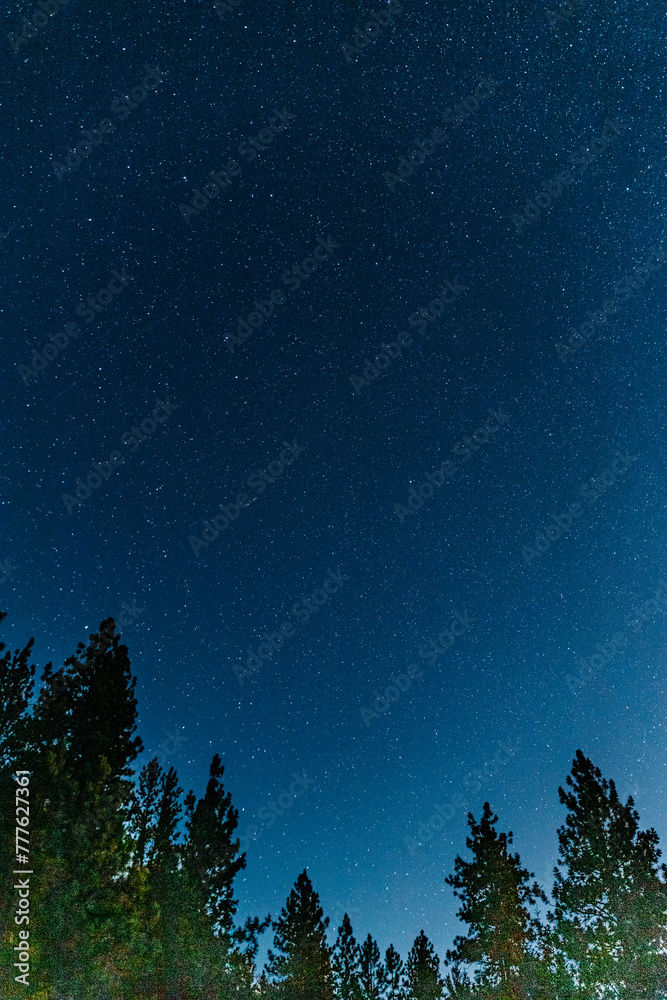 Night sky with stars over forest trees below